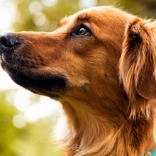 Red dog sitting and looking to American flag