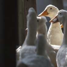 flock of white domestic geese