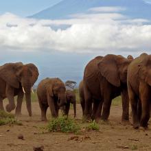 herd of elephants on the savannah