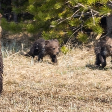 adult grizzly bear with three cubs