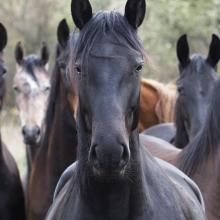We’ve successfully driven horse slaughter out of the United States but have not yet persuaded the Congress to suppress the export trade that outsources the killing to neighboring nations. And Congress can also seize this critical moment to finally end horse soring in the United States.