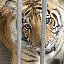 India the tiger cub in a cage being transported to Black Beauty Ranch after being rescued