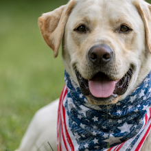 Yellow lab sitting in the grass wearing a flag handkerchief  