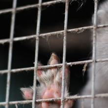gray mink in cage looking at camera with paw up