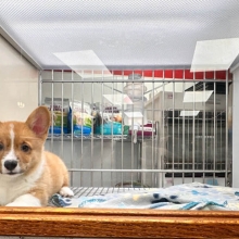 corgi puppy in a cage in a pet store