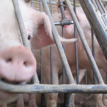 Pigs in gestation crates on a factory farm.