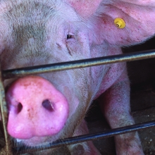 pig in a cramped and confined gestation crate looking at the camera