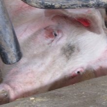 pig in a gestation crate lying on the floor