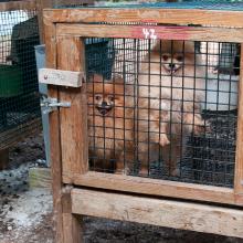 two dogs in a crate at a puppy mill