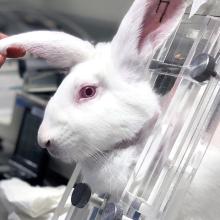 rabbits in cages being used for cosmetics testing