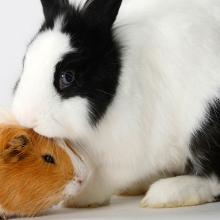 black and white bunny sitting with a brown and white guinea pig