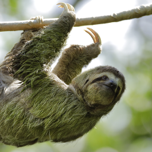 sloth hanging upside down from a tree