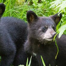 two black bear cubs in the grass