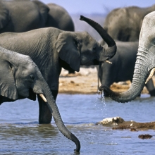 two elephants playing in the water