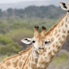 An adult and baby giraffe looking at the camera