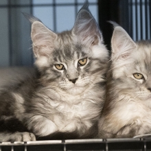 two maine coon kittens looking at the camera