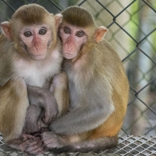 A pair of 1-year old macaque siblings sit in an enclosure holding each other at a wildlife center. 