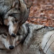 Two affectionate gray wolves