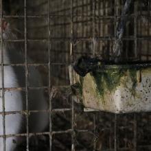 white mink in a filthy cage on a fur farm