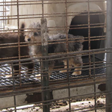 dogs in a puppy mill facility in wired, stacked cages