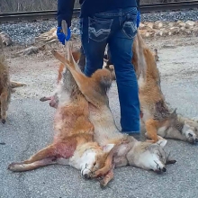 dead foxes being dragged away after a wildlife killing contest
