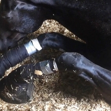 sored horse lying on the ground