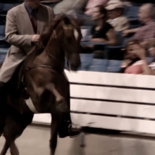 Tennessee walking horse doing the 'big lick' gait in a showring