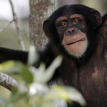 young chimp in a tree looking at the camera