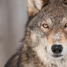 Even though gray wolves in most of the lower 48 states regained federal protections in 2022, there’s a lot more to be done to ensure their survival. Shutterstock.