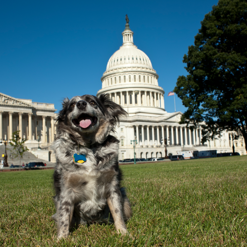 Dog in front of U.S. Capitol