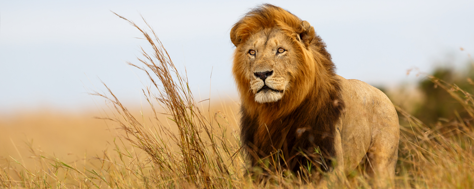 Lion gazes out over savanna 