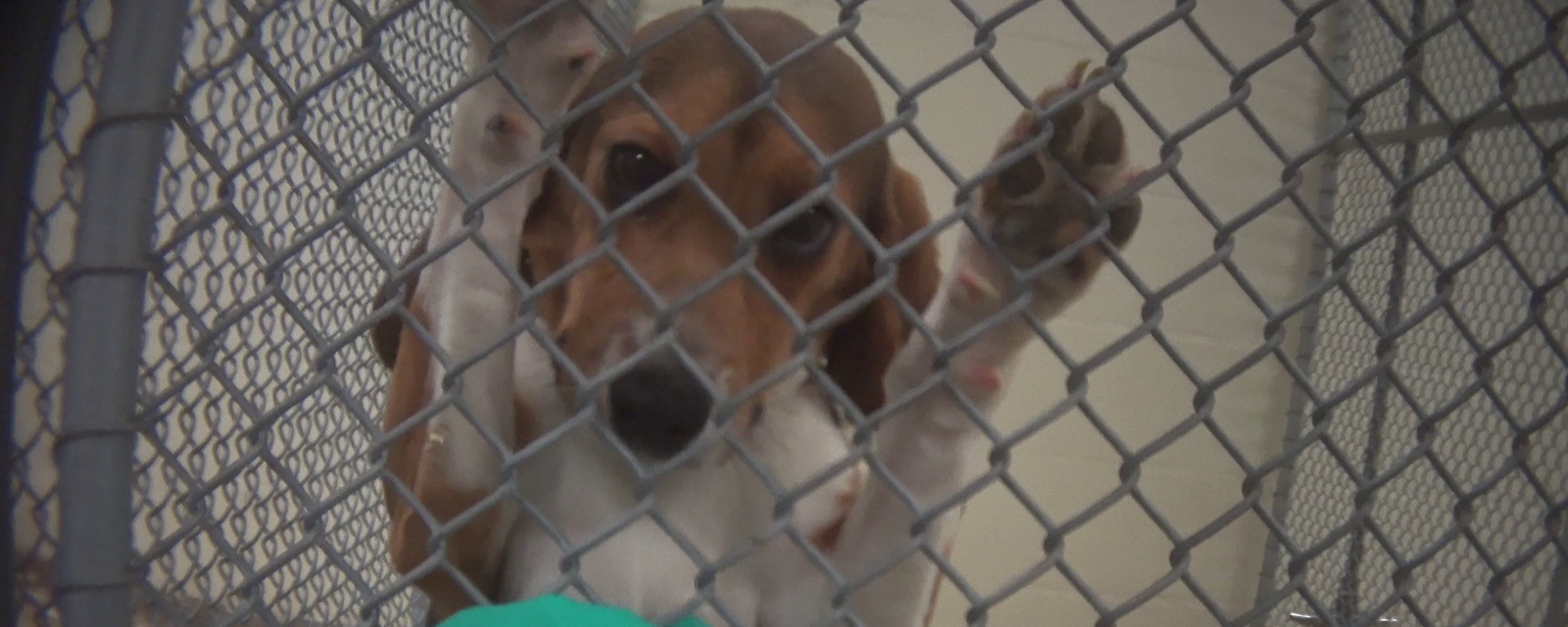 Beagle in kennel at lab