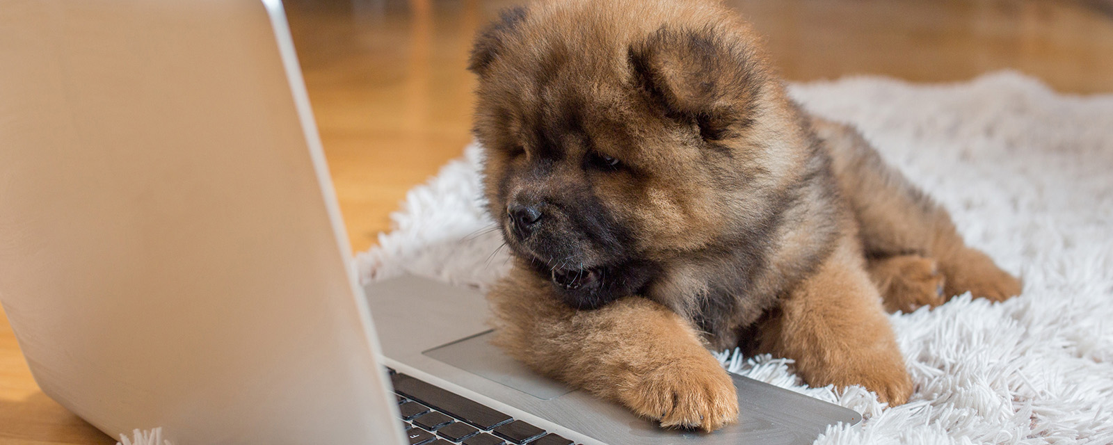 puppy sitting in front of a laptop