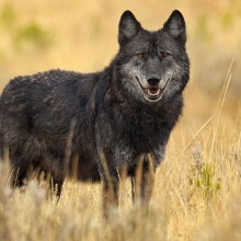 black wolf standing in a prairie looking at the camera