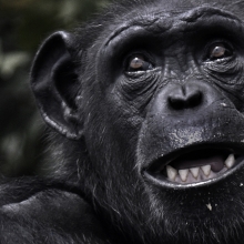 chimp looking at the camera