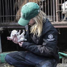 HSI worker holding a tiny puppy on a dog meat form