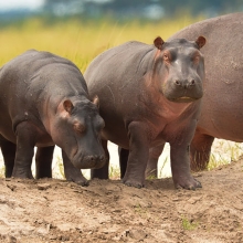 As hippos disappear, U.S. drags its feet on endangered species protections