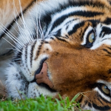 tiger lying in the grass looking at the camera